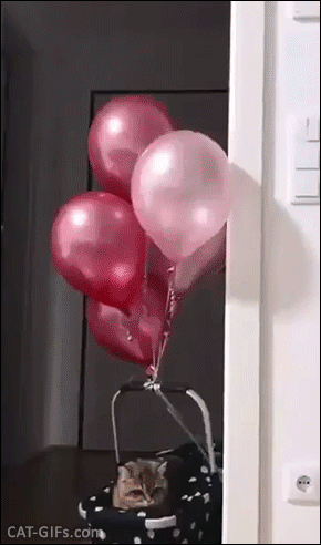 Amazing Cat GIF • Cool cat in his basket floating in the air, lifted up by pink helium balloons, haha, they mad! Amazing Cat GIF • Cool cat in his basket floating in the air, lifted up by pink helium balloons, haha, they mad!