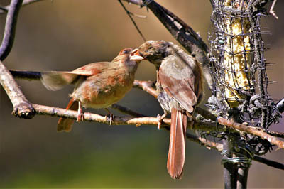 Where Do Northern Cardinals Like To Nest What Birds Are In My Backyard