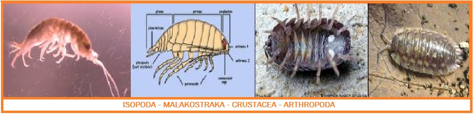 Biologi Gonzaga Arthropoda