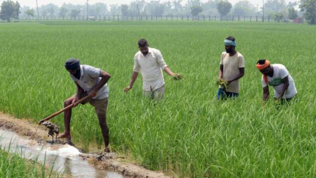 Agricultural reform? Small farmers will be more vulnerable, corporates to 'fix' price