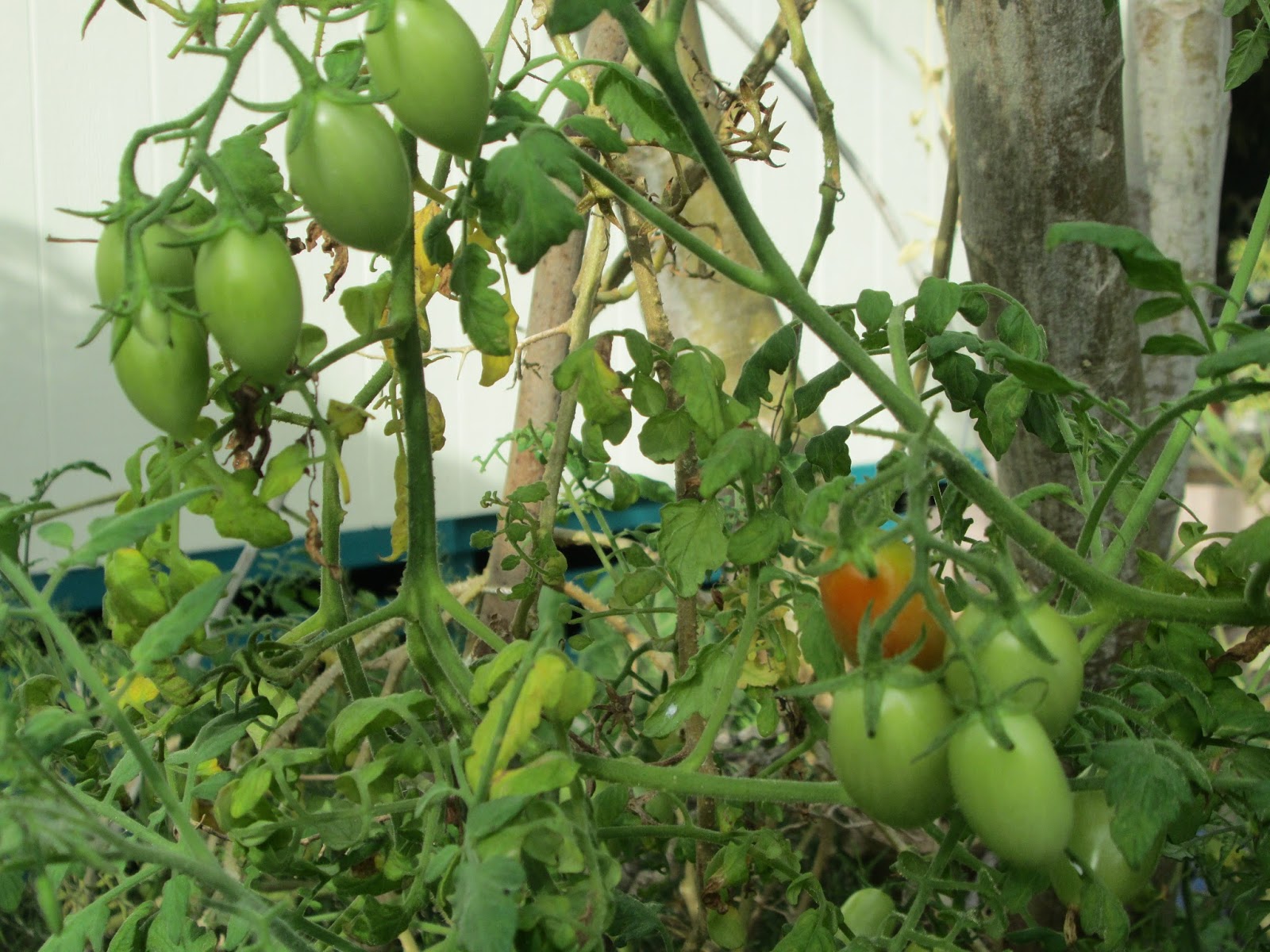 Garden Notes from Hawaii GRAPE TOMATOES