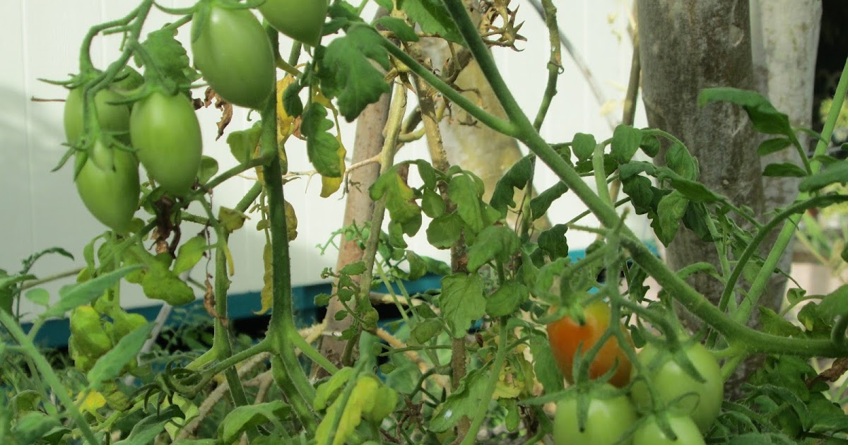 Garden Notes from Hawaii GRAPE and CHERRY TOMATOES