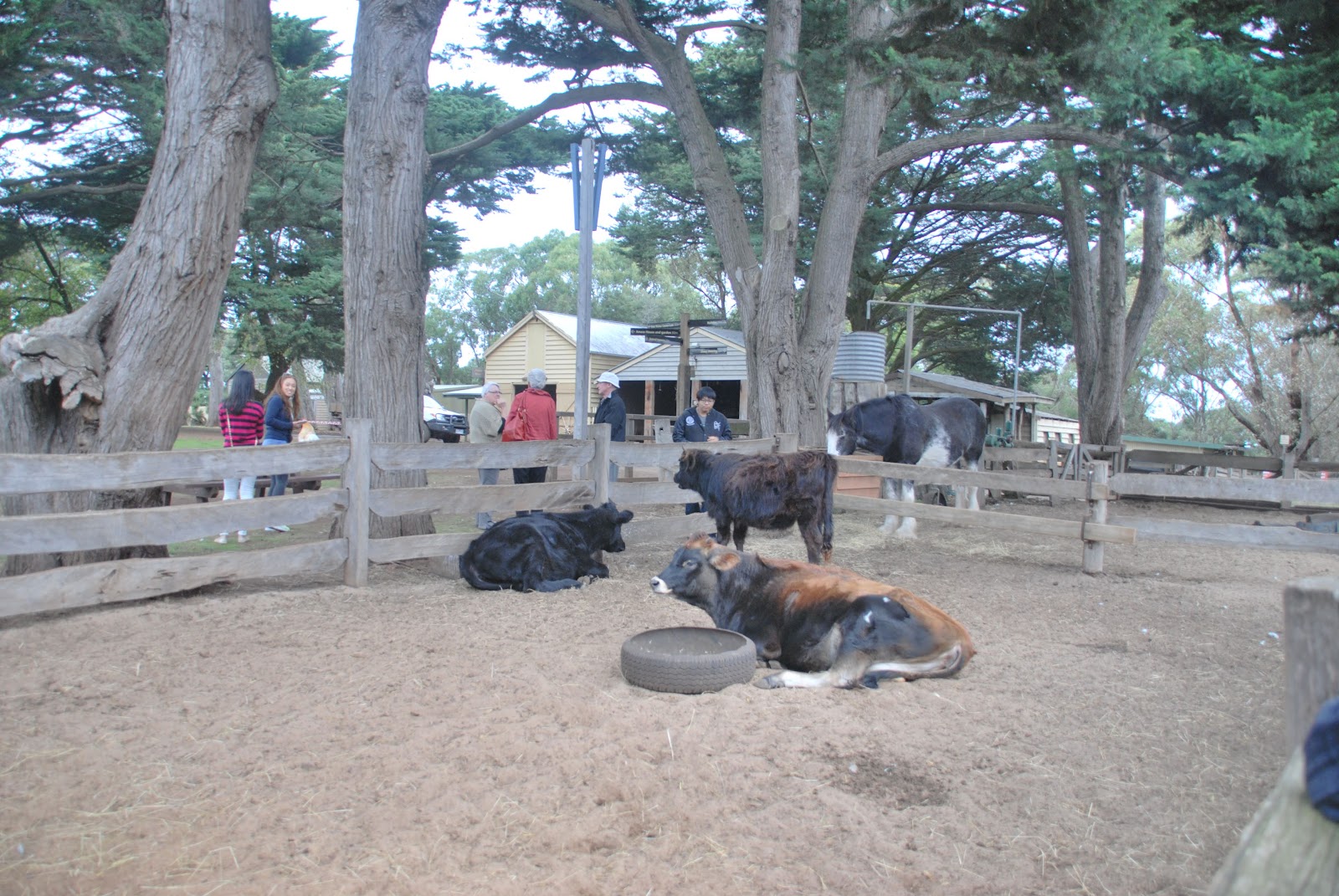 Woody at Home Churchill Island Heritage Farm