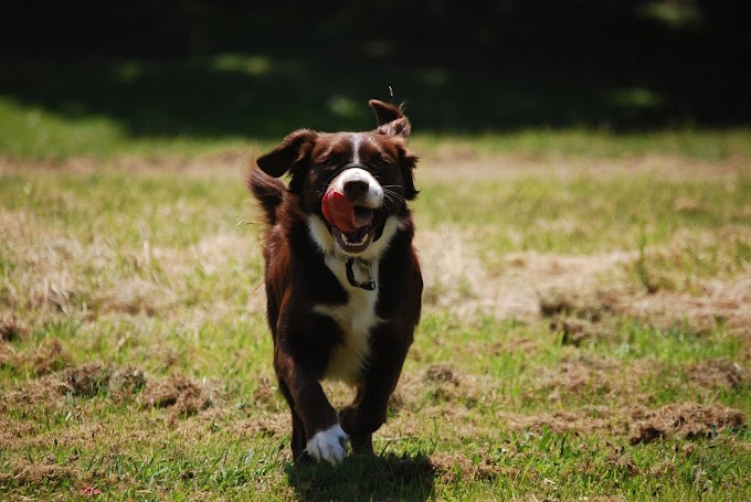 7 Ras Anjing Tangguh untuk Olahraga Lari