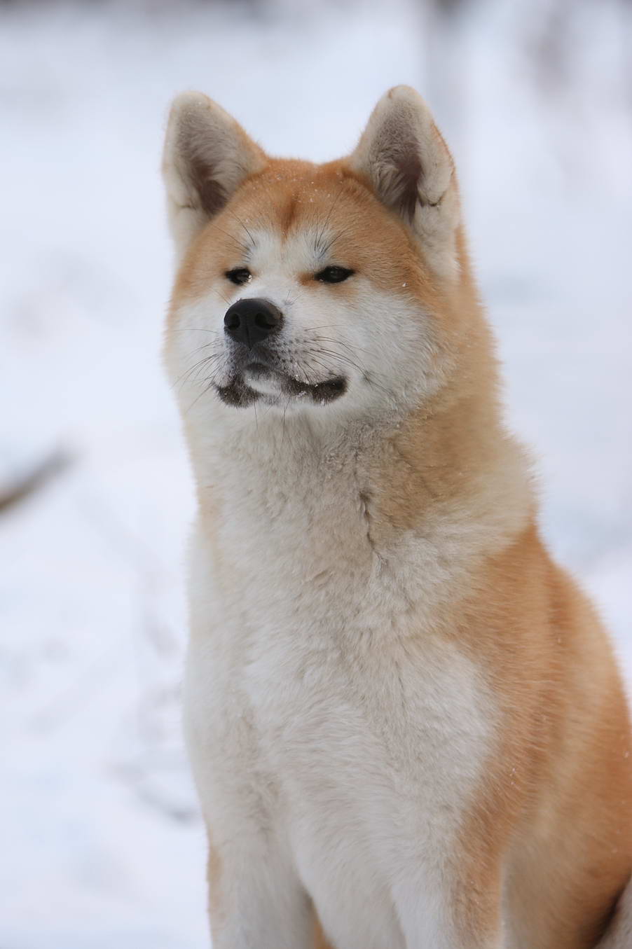 Собаки: Акита Ину