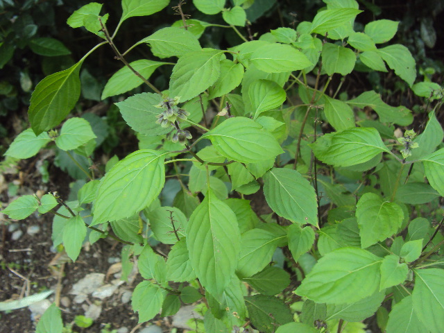 AGROBIOTECNOLOGIA DESDE LA SELVA TROPICAL HUMEDA