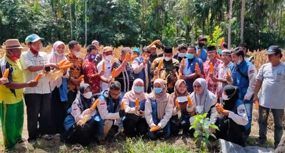 Kelompok Tani Wartani Sikucur Barat Panen Raya Jagung