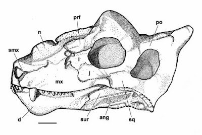 Proburnetia skull