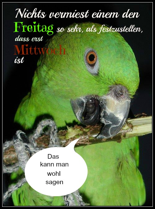 Max Papageiengeschichten Der Spruch Des Tages 36