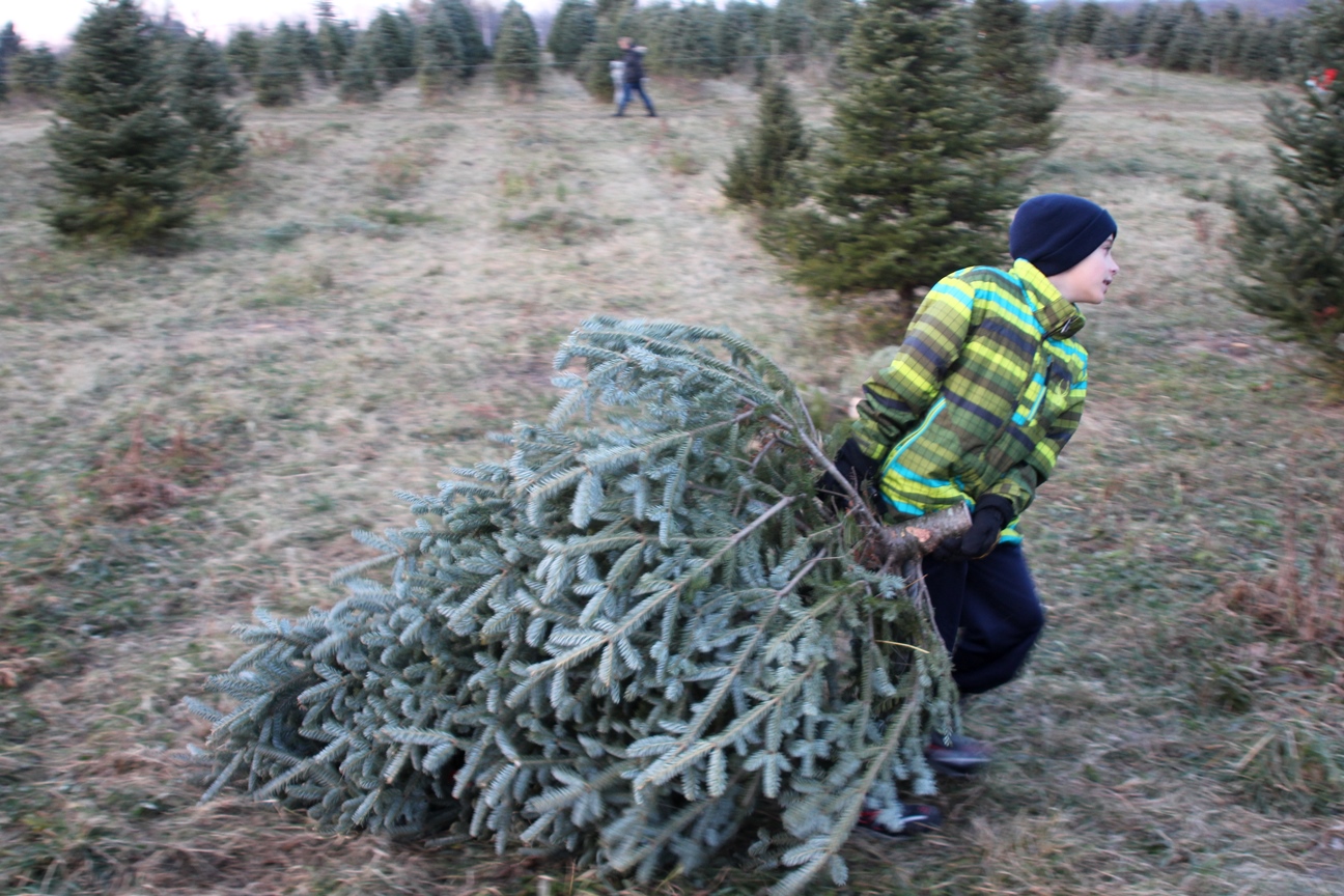 Jon Palmer Family Getting & putting up the Christmas Tree