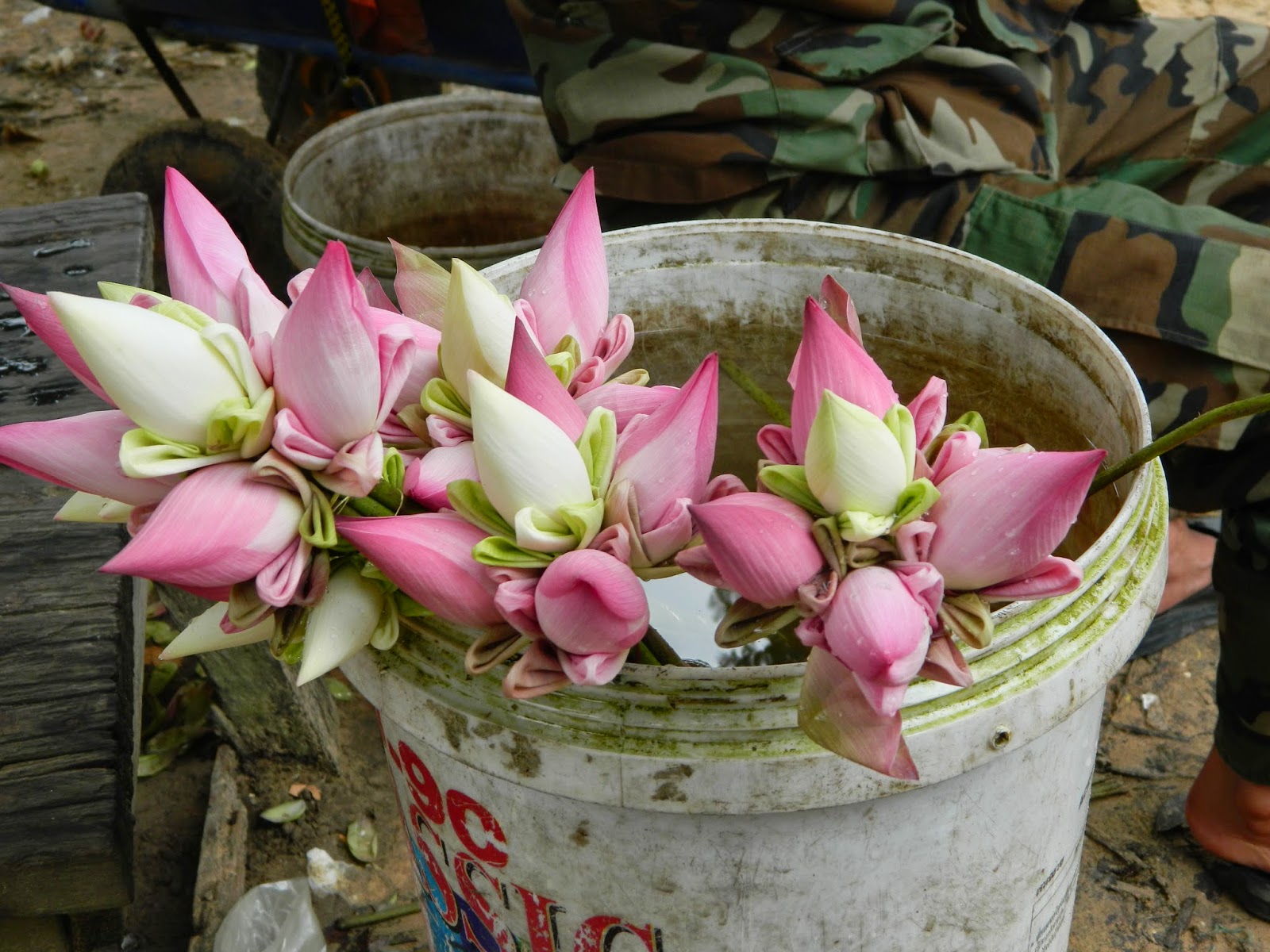 There is lotus all around in Cambodia. I am moving here. 
