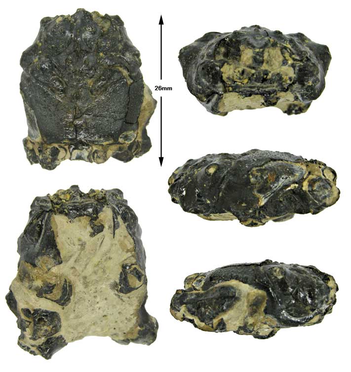 Variety of Life Homoloidea