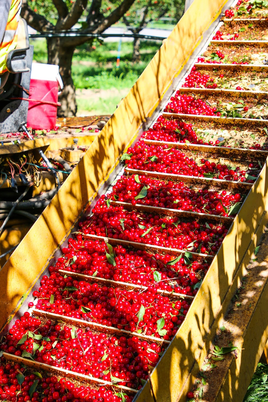 Cherry Hill Farms, Genola Utah The Happy Flammily