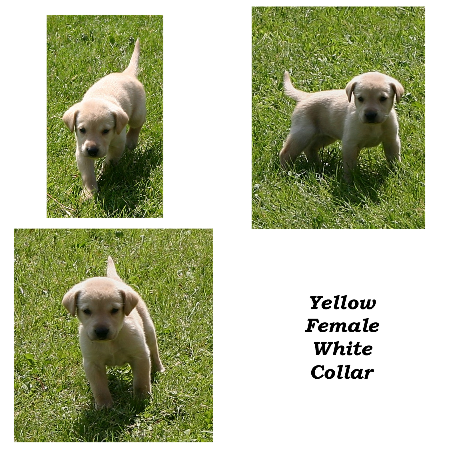 K and R Labradors Puppies pictures 4 weeks old