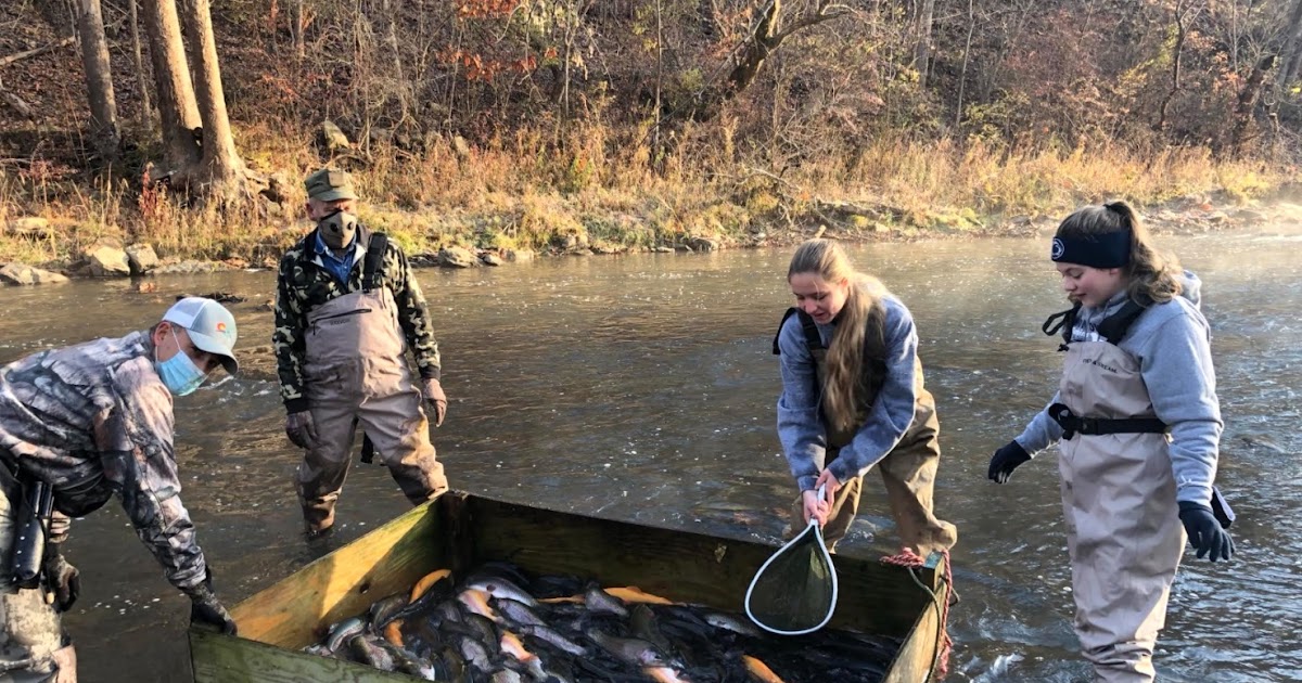 PA Environment Digest Blog Trout Stocking On Ten Mile Creek In Greene