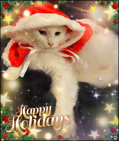 Santa Cat GIF • Happy Holidays • Seasons Greetings from a slightly grumpy looking Santa 'Poppy'