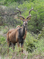Namibie-kudu
