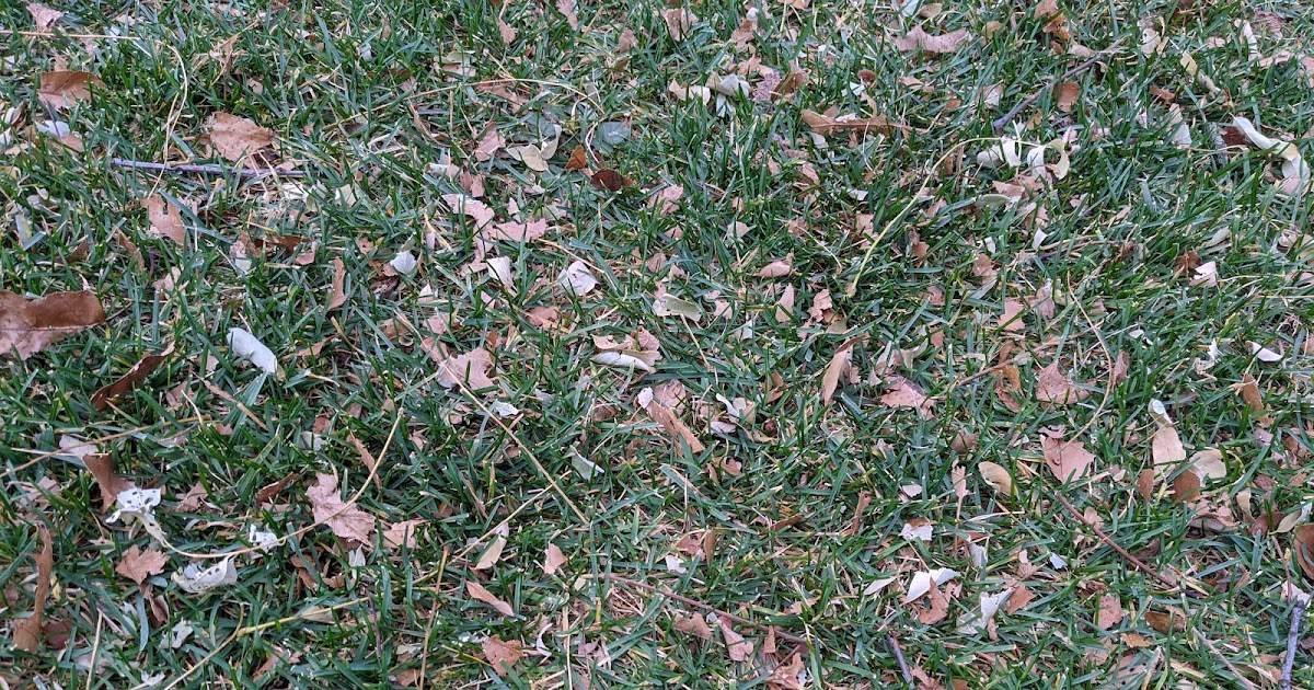 Mulching Leaves Into The Lawn Fall 2020