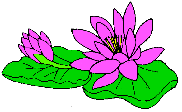 clipart water lily - photo #6