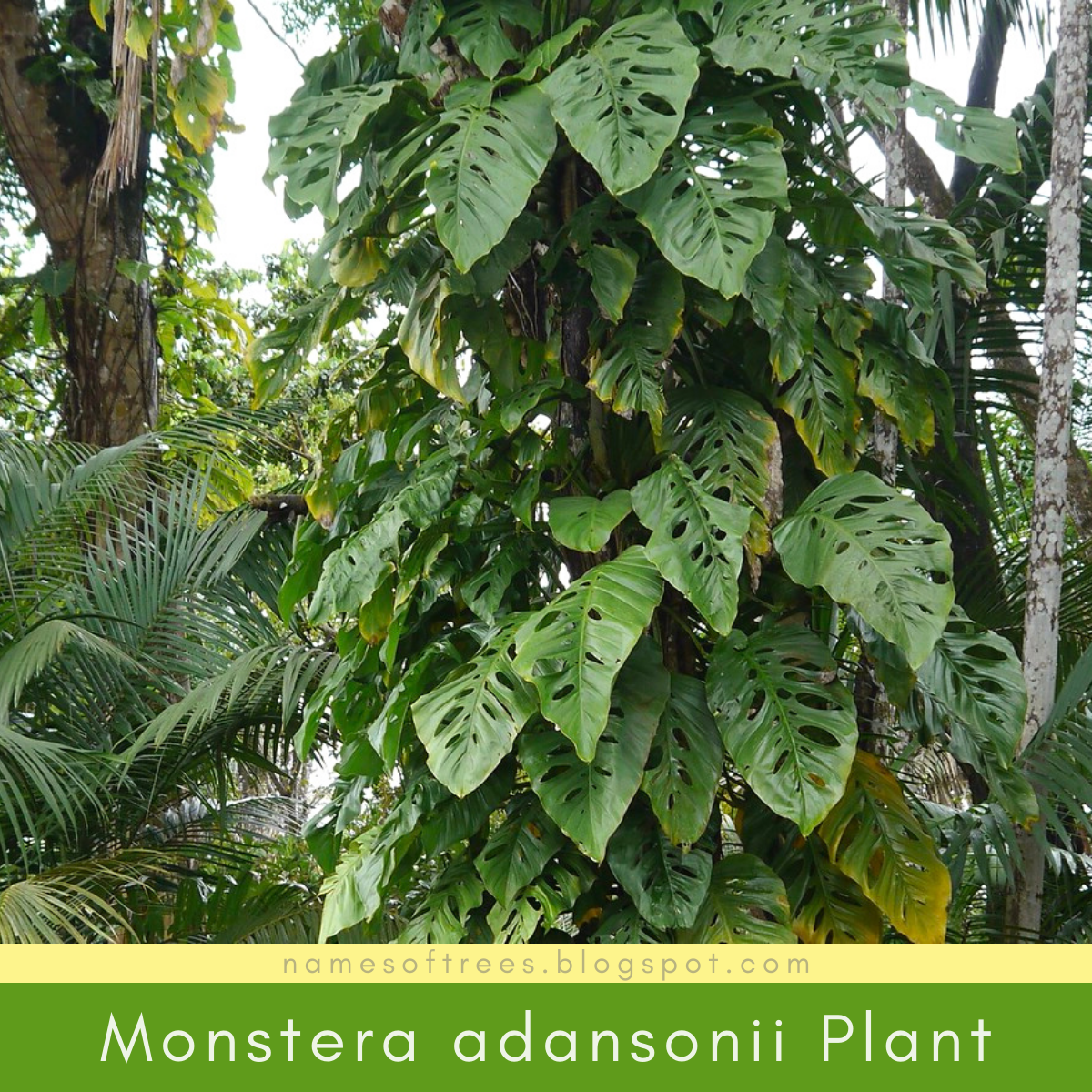 Characteristics Of Swiss Cheese Plant Monstera Adansonii In The Wild Names Of Trees