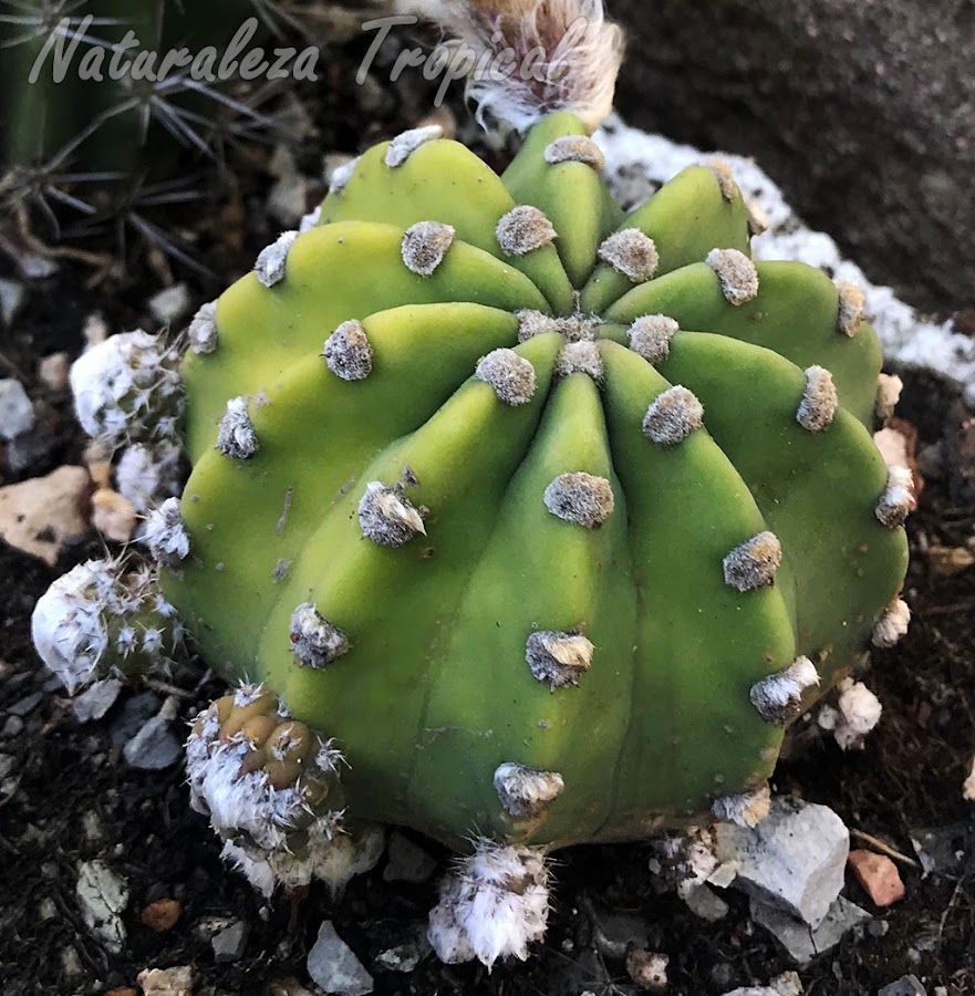 Vista del tallo del cactus Echinopsis subdenudata