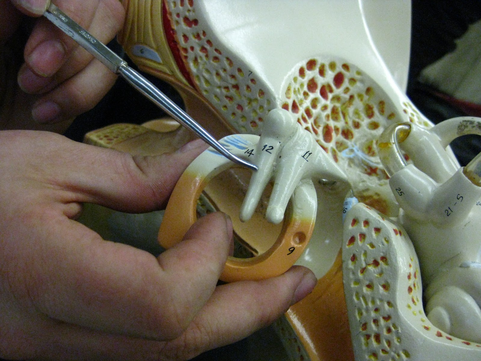 Cow Eye and Ear Model: Human Ear Model