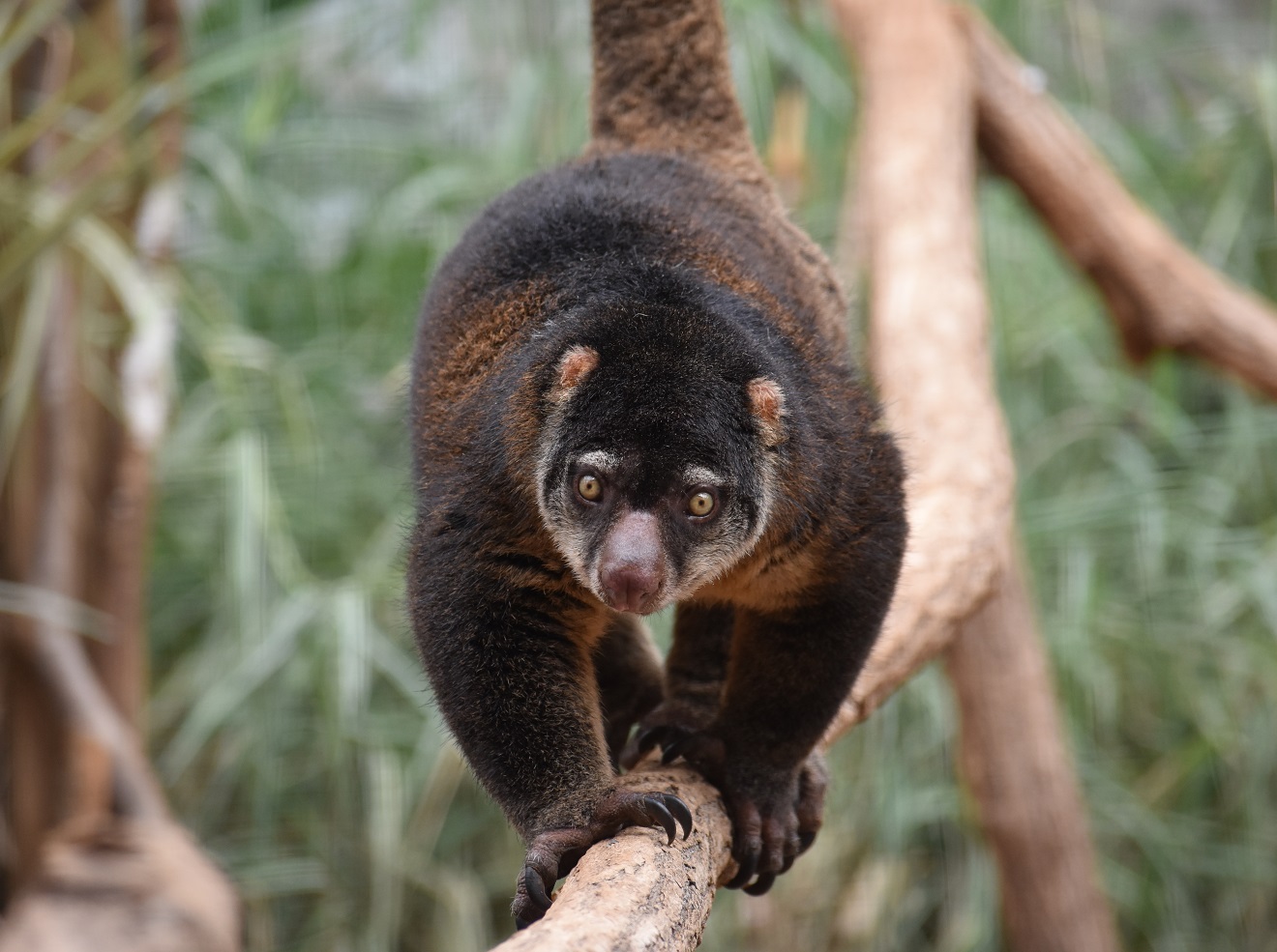 ZOOTOGRAFIANDO (6.100 ANIMALS) CUSCÚS URSINO DE CÉLEBES / BEAR CUSCUS