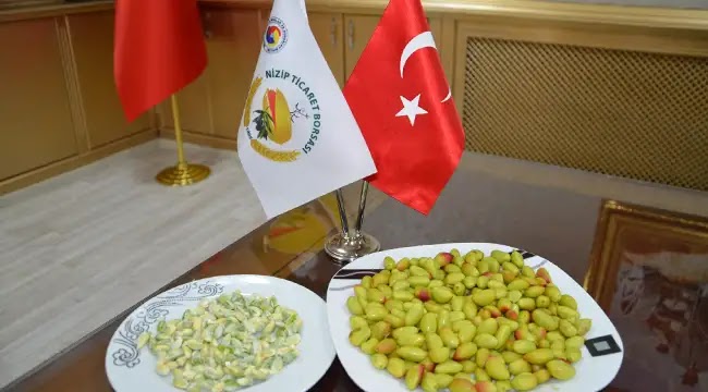 Antep Fıstığı ilk hasat