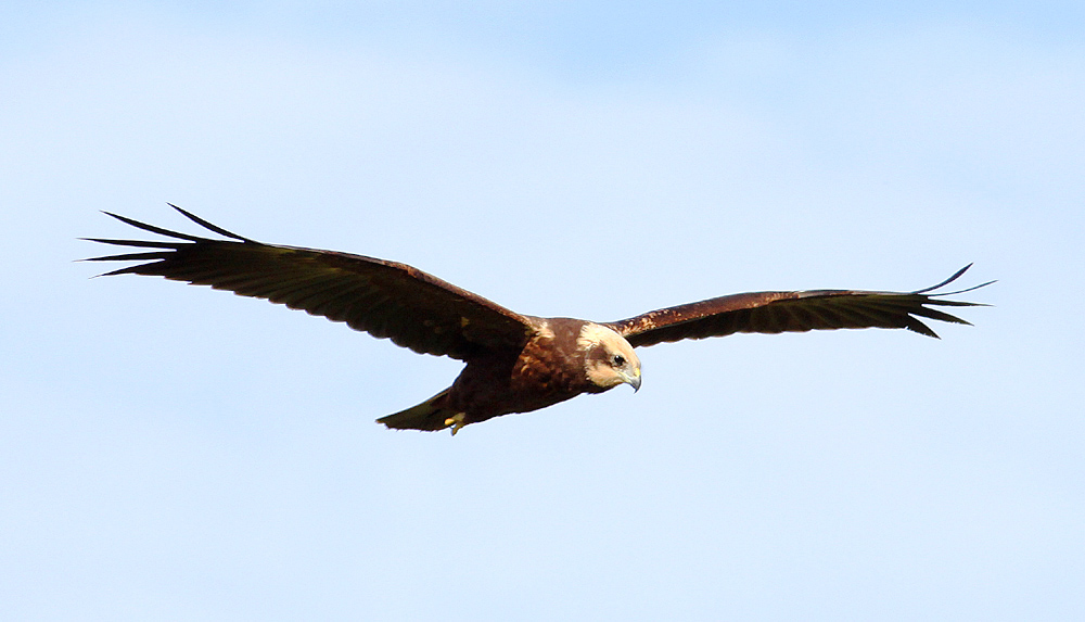 Another Bird Blog Circus Time And A Prickly Subject