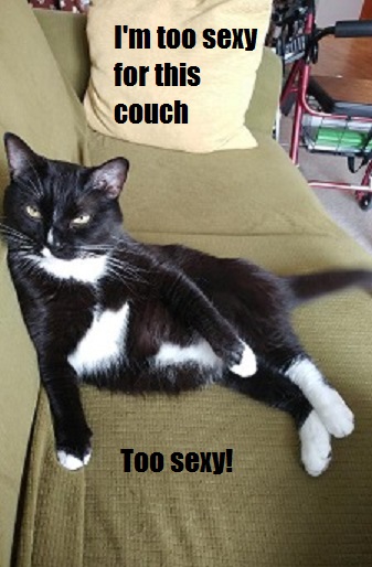 Dust Ponies Musings About The Model Horse Hobby I Meme What I Say And I Say What I Meme