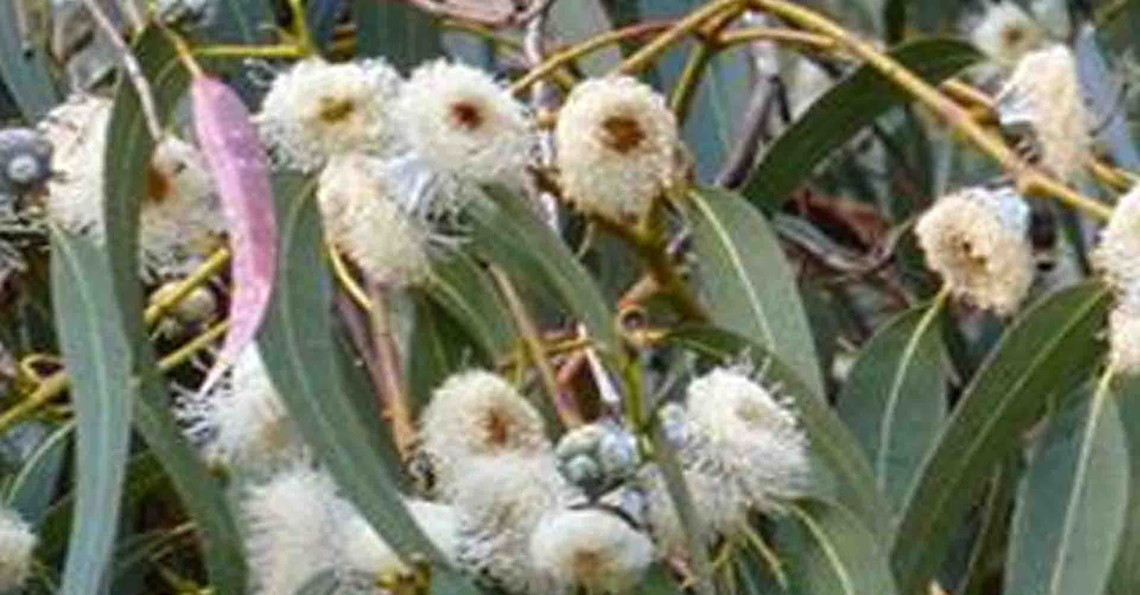 Persebaran flora dan fauna di indonesia beserta gambarnya