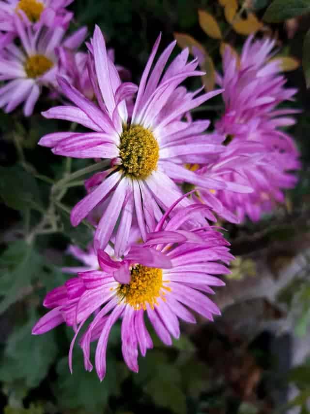 Meaning And The Best Picture Of Heather (European Michaelmas Daisy)