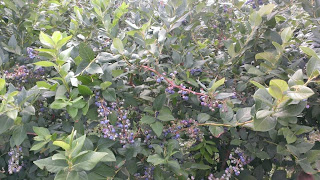 patch of blueberry plants