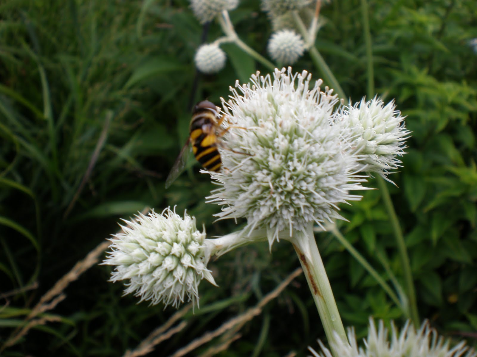 Rattlesnake Master Pollinator Information
