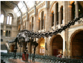 MUSEO DE HISTORIA NATURAL, LONDRES