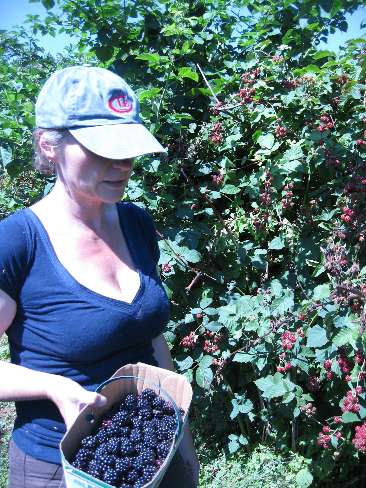 Ridge Berry Farm Blackberries and Raised Beds