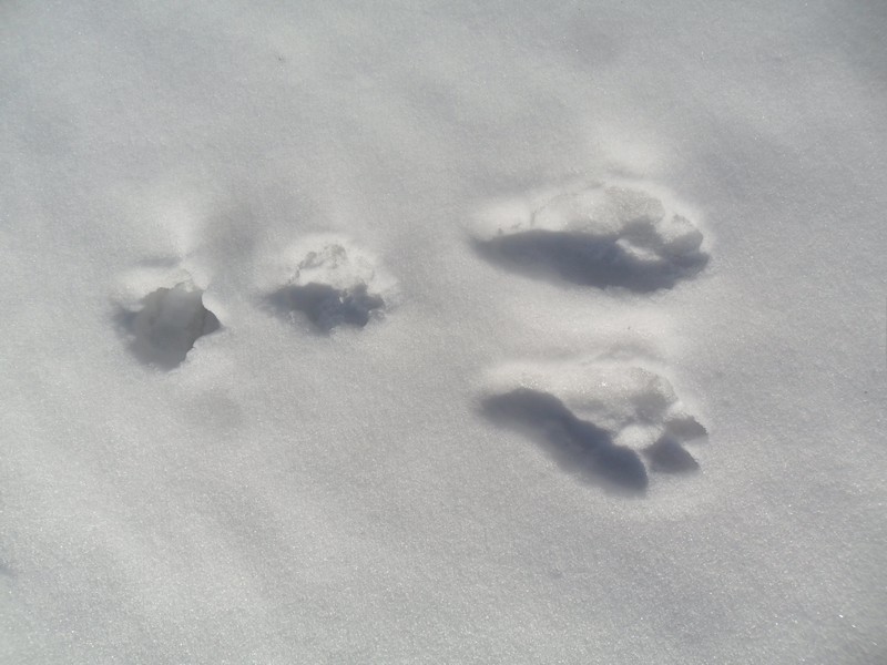 След зайца на снегу 5. Следы зайца заячьи следы. Следы зайца русака. Следы зайца на снегу. Отпечатки следов зайца.