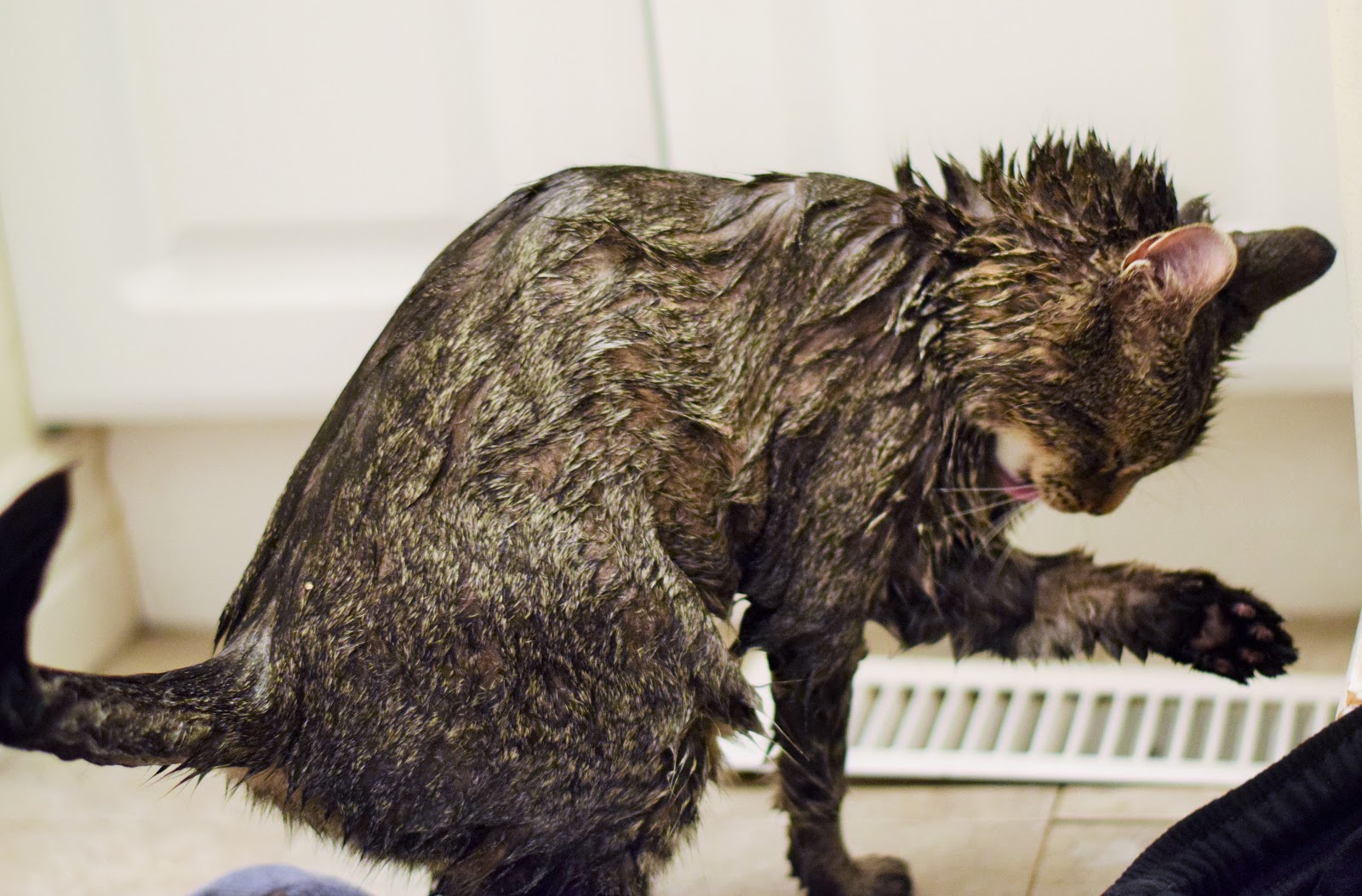 indietutes Battle Cat vs Skunk everybody loses