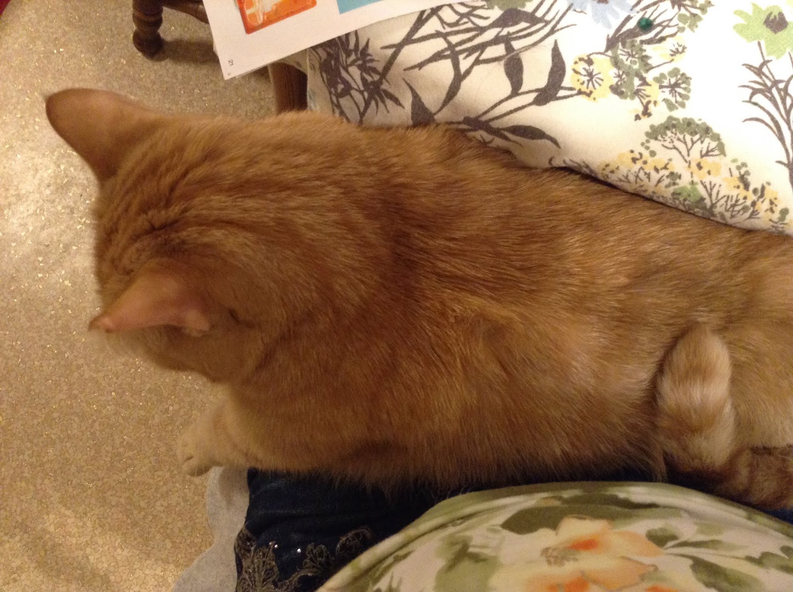 It's all about the cats! Never a dull moment in our house