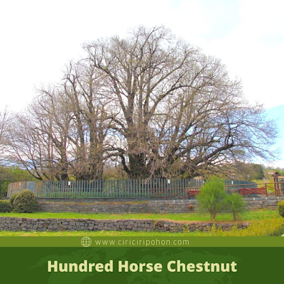 Hundred Horse Chestnut