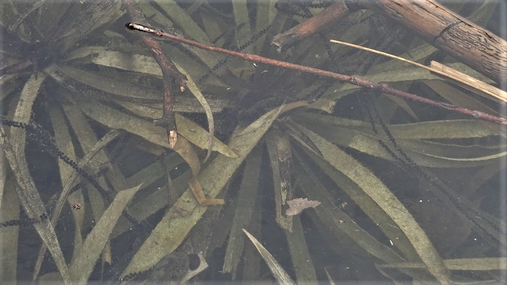 Laich am Teich Frosch oder Kröte?