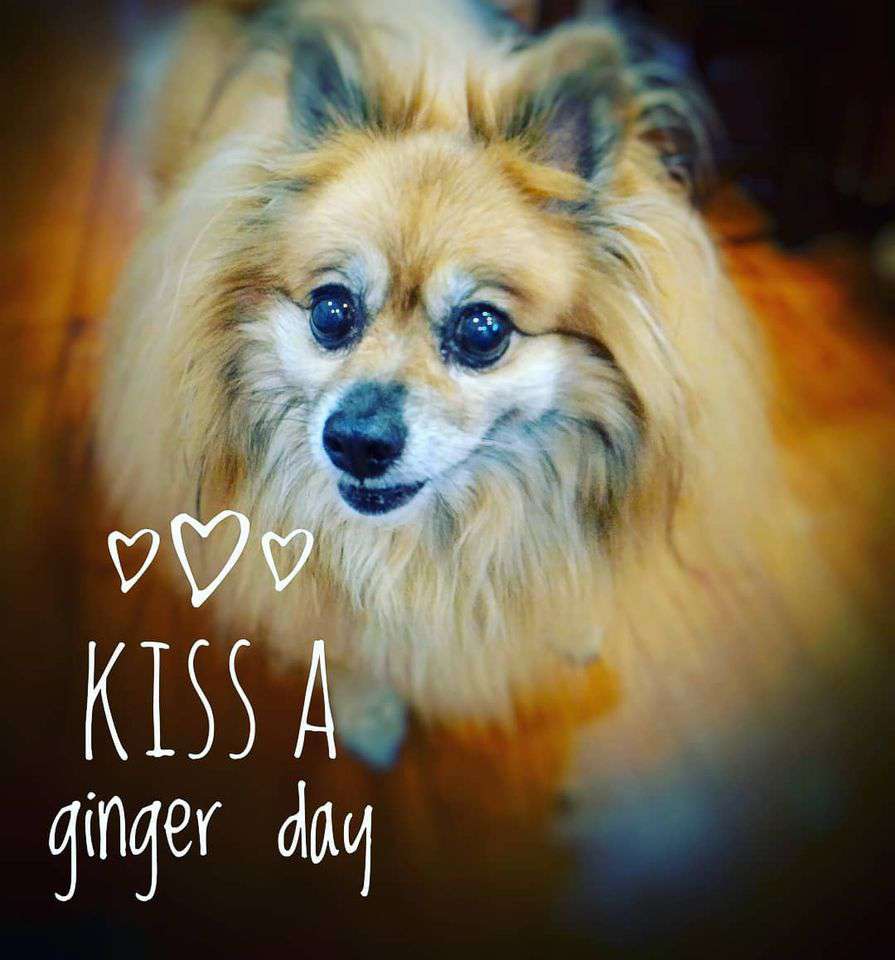 Kiss a Ginger Day Wishes Images