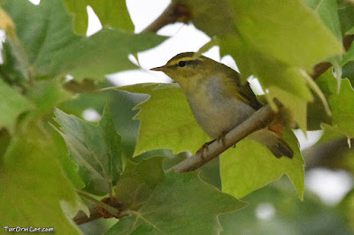 Mosquiter xiulaire (Phylloscopus sibilatrix)