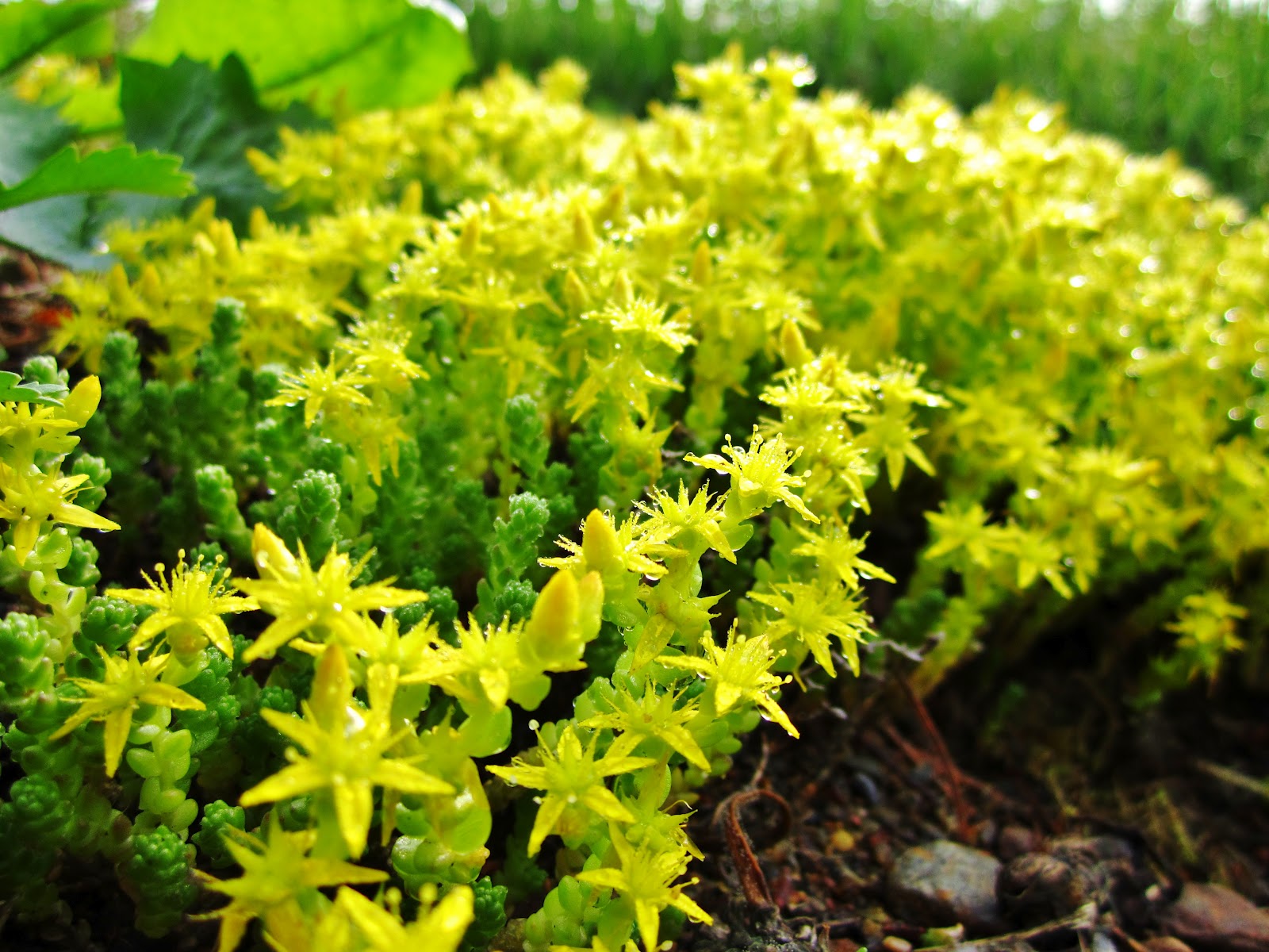 Murula: Floorastoa kuvina