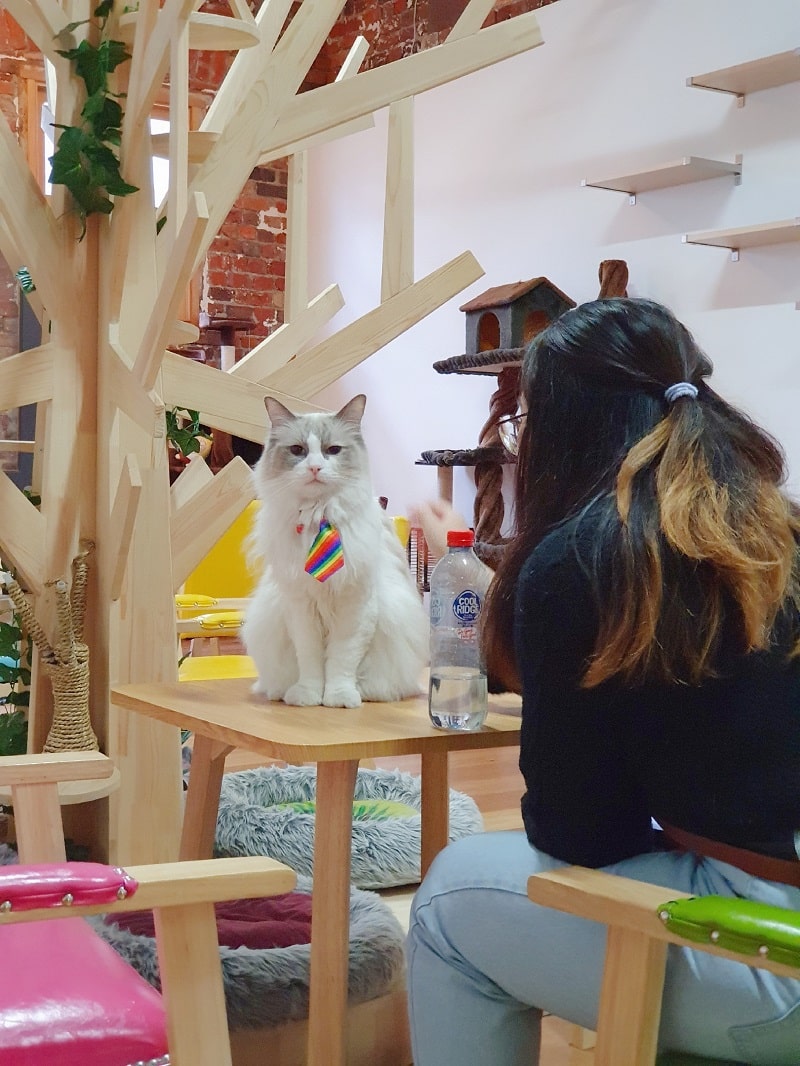 Cat Café Melbourne Awarded as Top 100 Urban Lifestyle Blogger
