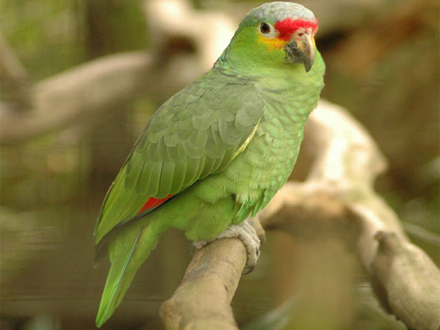 double yellow headed amazon, amazon grey parrot, red lored amazon, amazon parrot diet
