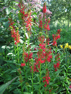 Classic Cardinal Flower | Rotary Botanical Gardens