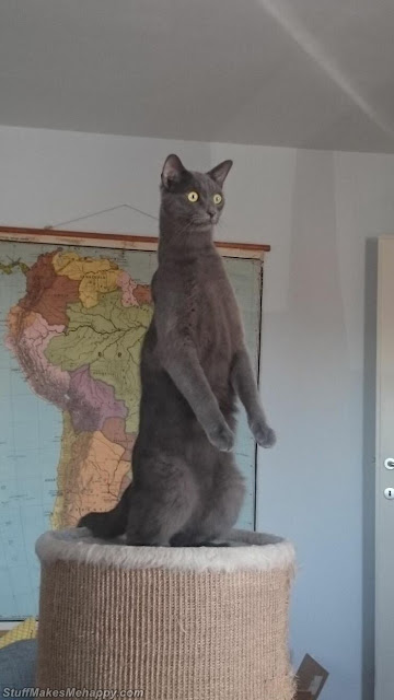  The super long and surprised cat