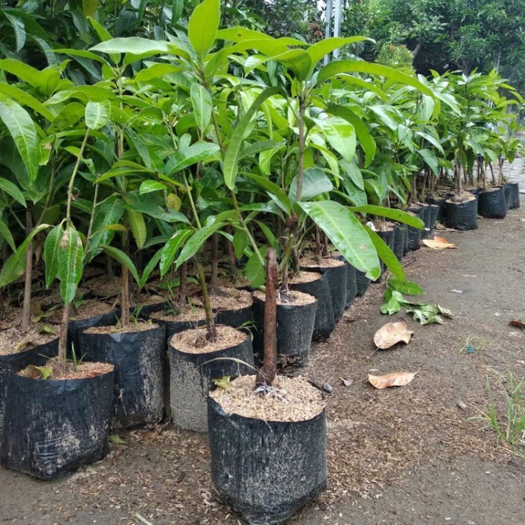 Bibit Mangga dua dimensi chokanan manalagi Langsa