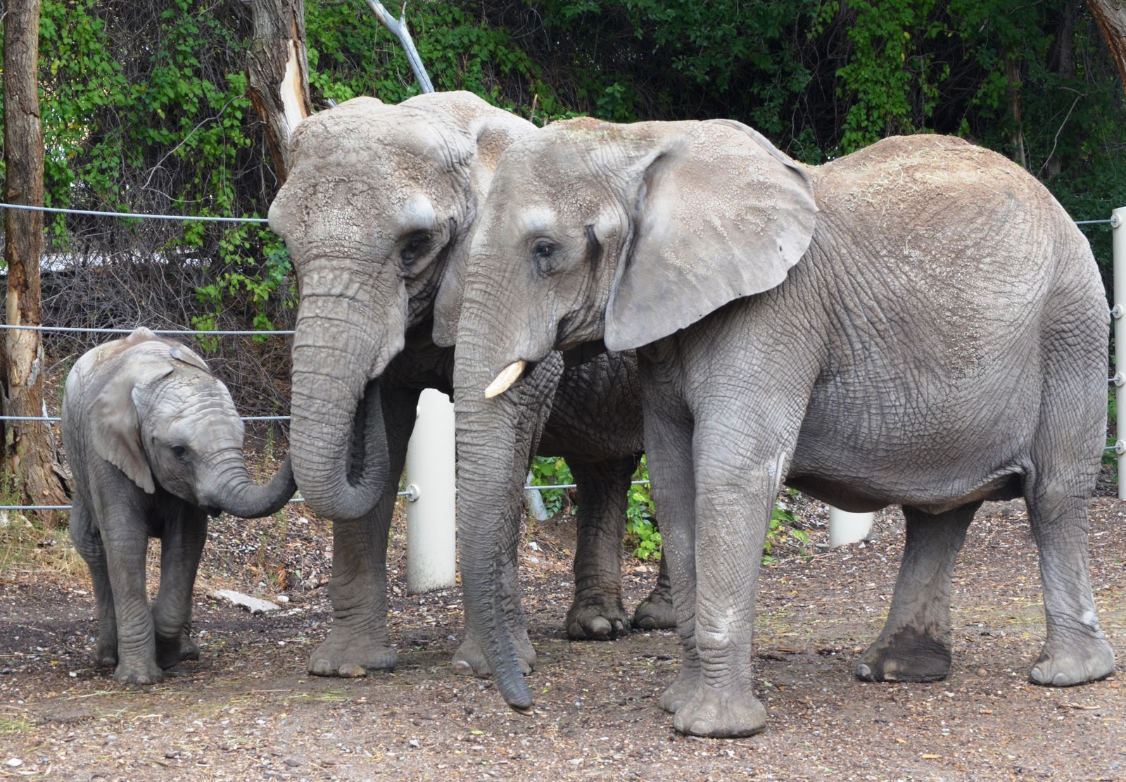 How to have an Adventure How to Get the Most out of Your Zoo Membership